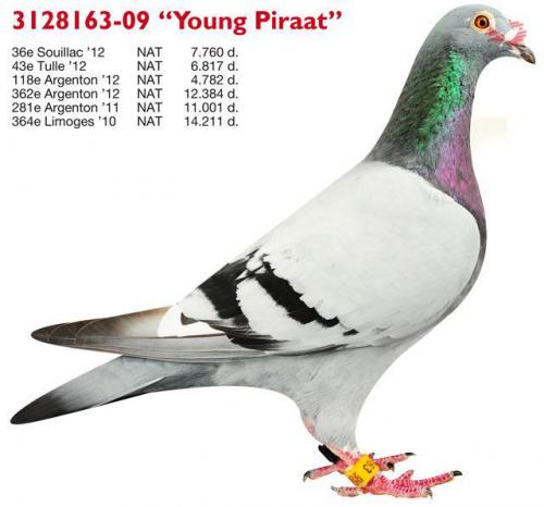 B09-3128163 Young Piraat
