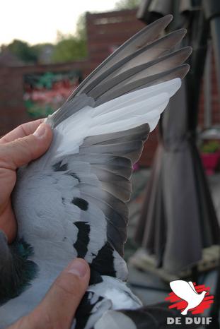 Vleugel van de winnaar B17-1082342.