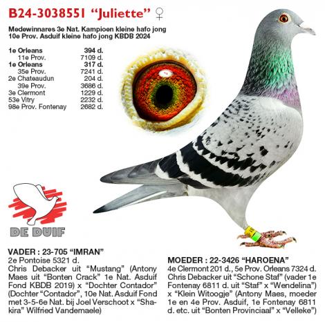 B24-3038551 “Juliette”
