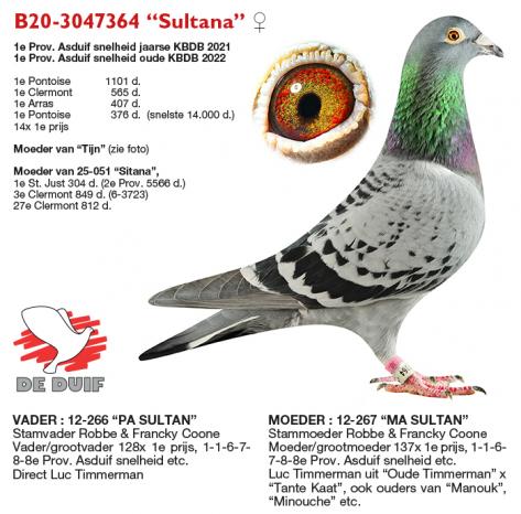B20-3047364 “Sultana” B20-3047364 “Sultana”