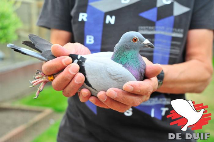 B14-6082129 ''ANNY'' (Fotografie: Yellow pigeons)