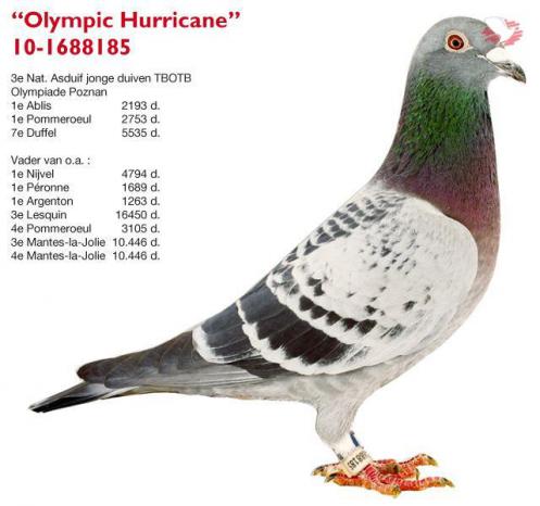Olympic Hurricane
