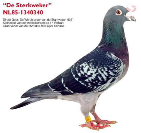 De Sterkweker