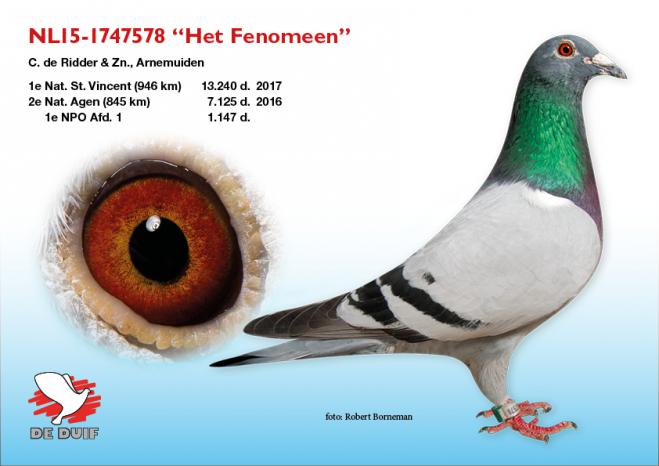 NL15-1747578 "Fenomeen"