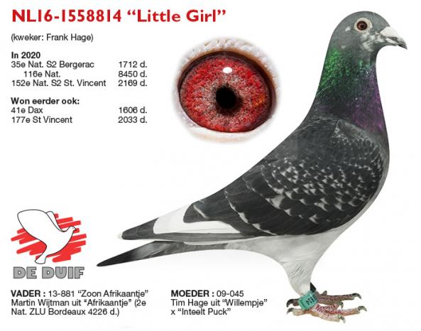 NL16-1558814 “Little Girl”