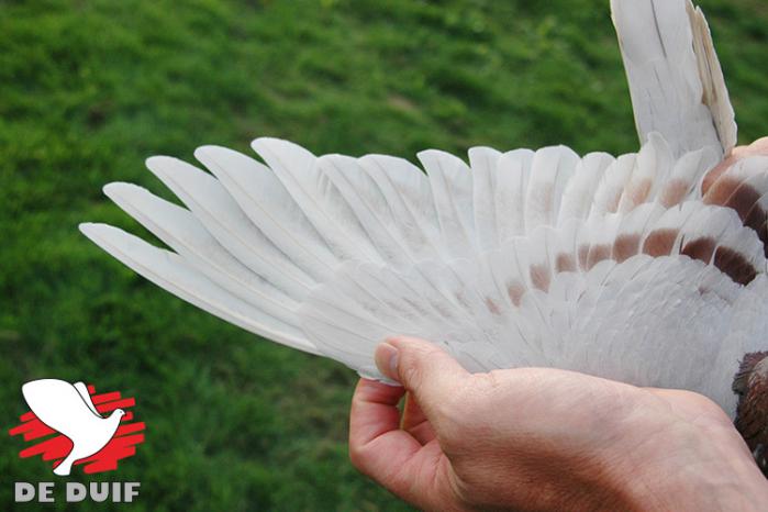 De nationale winnares B17-6077454 “Nicole”.