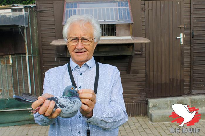 Wilson Dekens wint 1e Nat. Narbonne bij de oude duiven. Wilson Dekens wint 1e Nat. Narbonne bij de oude duiven.