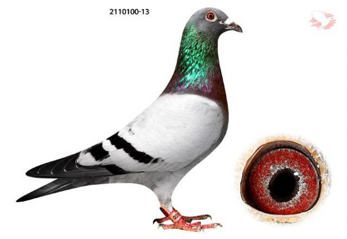 B13-2110100 B13-2110100