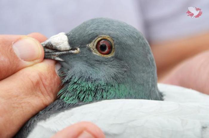 Kop B13-2110100 Kop B13-2110100