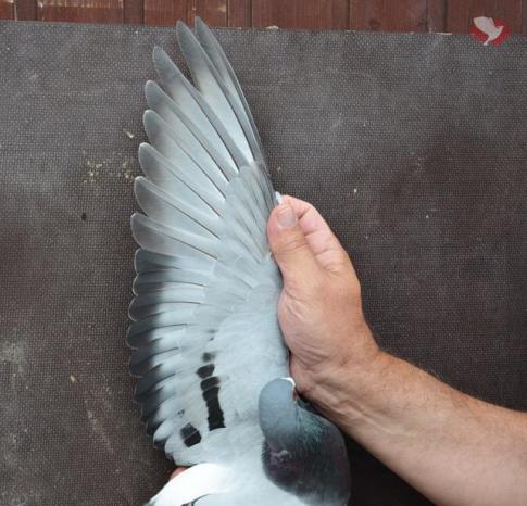 Vleugel B13-2110100 Vleugel B13-2110100