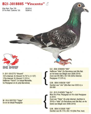 B21-3018885 “Vincento”