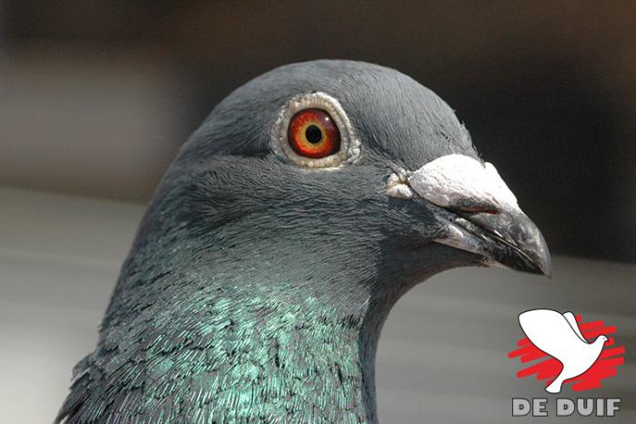 Kop van de winnaar B18-4071829 “Blauwe 829”.