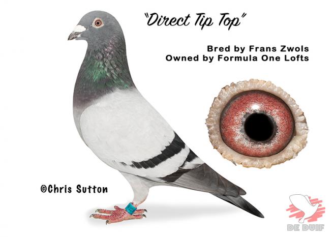 Lee Bastone: "Direct Tip Top"