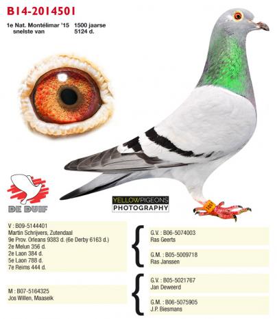 B14-2014501 (fotografie: Yellow pigeons)