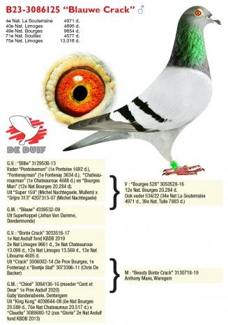 B23-3086125 “Blauwe Crack”