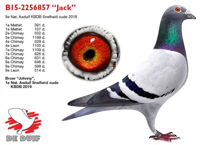 B15-2256857 “Jack”