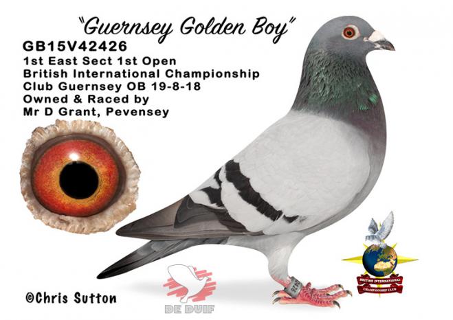 GB15V42426 "Guernsey Golden Boy" (Doug Grant)