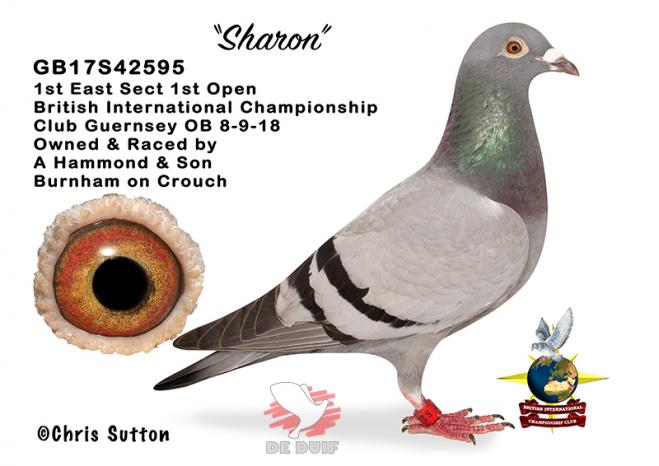 Jake Hammond: GB17S42595 "Sharon"