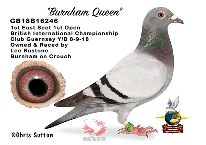 Lee Bastone: GB18B16246 "Burnham Queen"