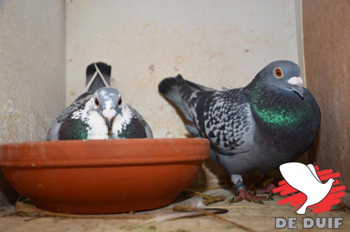 ''Witkopje'' op nest (Fotografie: Yellow pigeons)