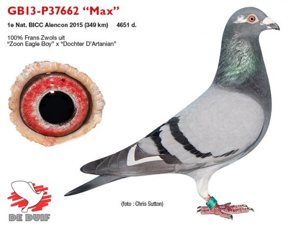 GB13-P37662 “Max”