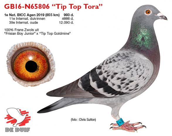 GB16-N65806 “Tip Top Tora”