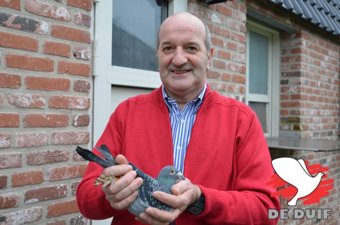 Chris Hebberecht bevestigt zijn status met de titel van 1e Nationaal Kampioen Grote Fond oude duiven.