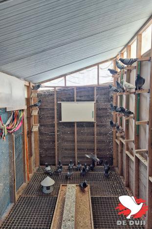 Het hok van de duivinnen.