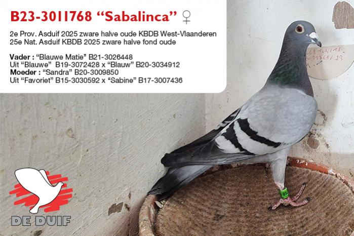 B23-3011768 “Sabalinca”