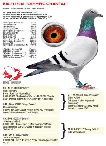 B16-3122016 “Olympic Chantal”