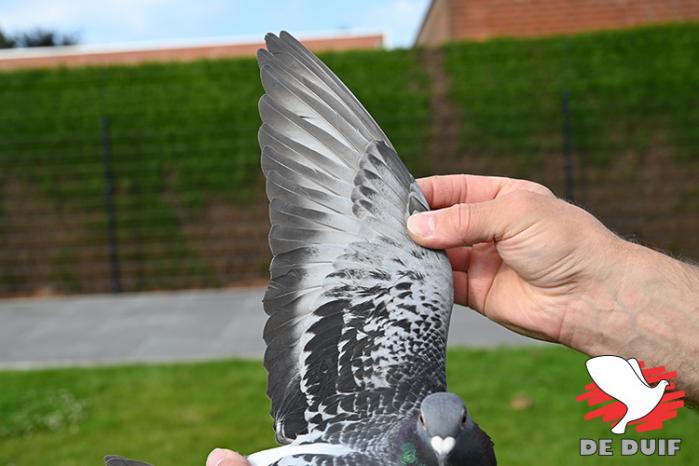 NL23-9407474 “Anja”