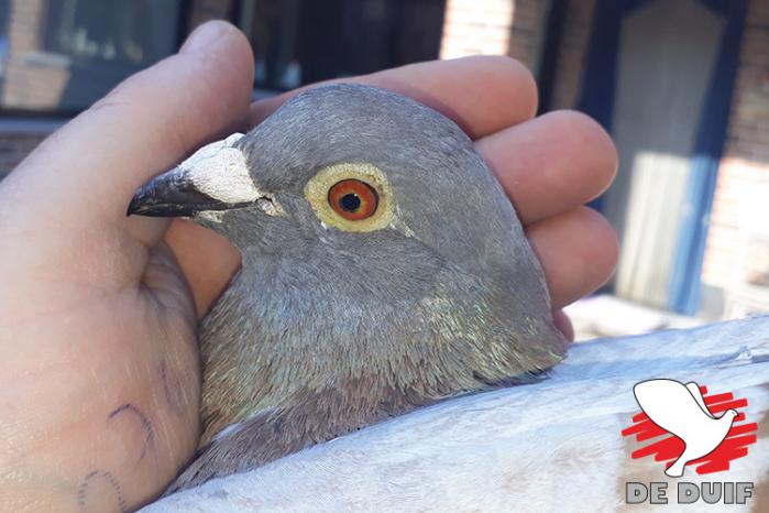 Het oog van de winnaar B16-3049930 “Lucas”. 