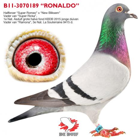 B11-3070189 "Ronaldo"