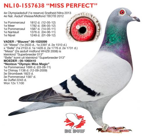 NL10-1557638 Miss Perfect