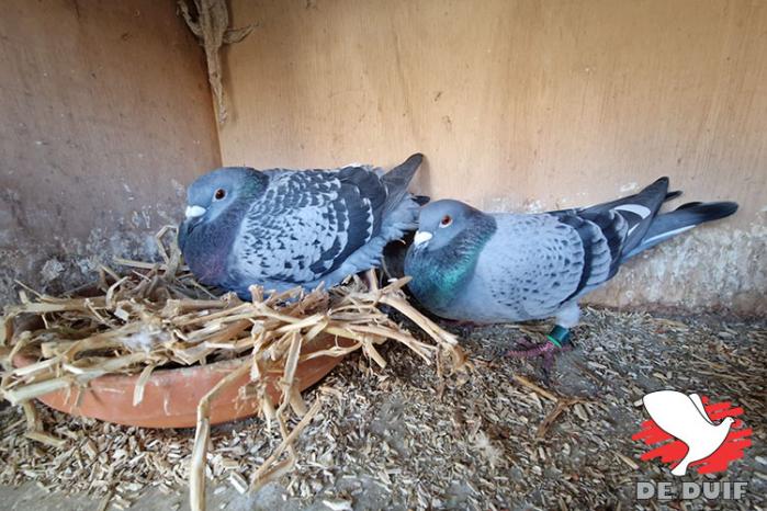 De twee toppers op het hok die momenteel samen gekoppeld zitten, links de 1e Olympiadeduif (933), rechts de 3e Olympiadeduif (964).