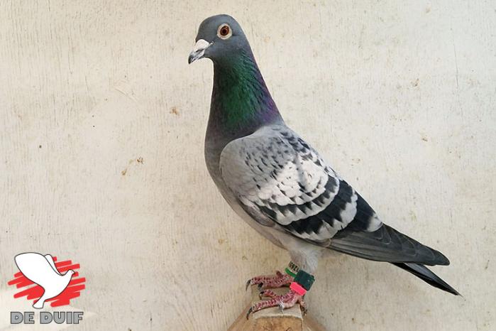 22-989 speelde dit jaar zowel op Pau (3503 d.) als op Perpignan (3900 d.) de 21e nationaal. Ze werd daarmee 9e Beste zware fondduif van Nederland (2 prijzen) in de Pipa Ranking en won in 2024 ook 50e Nat. S3 Bergerac 8509 d. Vader is 17-871 (ook vader “Olympic 964”) en moeder is 17-734, een dochter van 14-122 (uit 03-064 doffer stamkoppel Lissenberg x 13-357 Jurrian van Amerongen) x 13-605 (4e Nat. Pau en 22e Nat. Perpignan,  grootmoeder “Olympic 933” en overgrootmoeder “Olympic 964”).