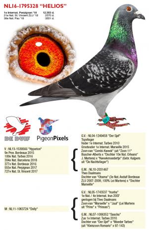 De winnaar NL16-1795328 “Helios”.