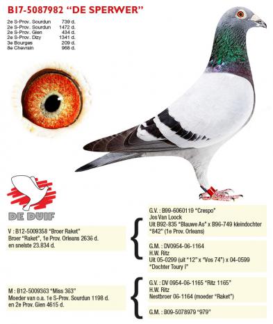 B17-5087982 “DE SPERWER”