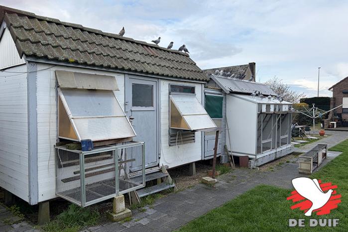 De hokken van Stijn en Jeroen Rans in Wijgmaal.