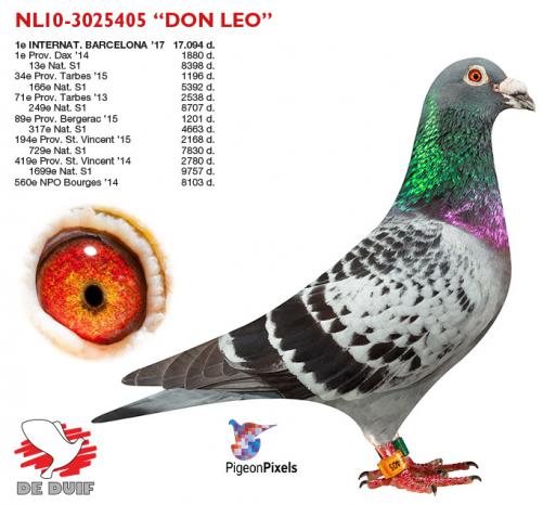 NL10-3025405 "Don Leo" (uitgebreide pedigree onder artikel)