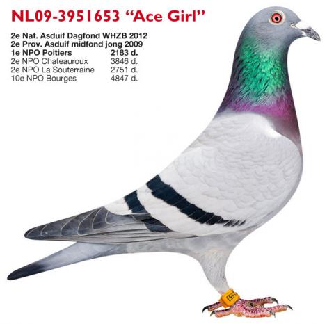 09-3951653 Ace-Girl