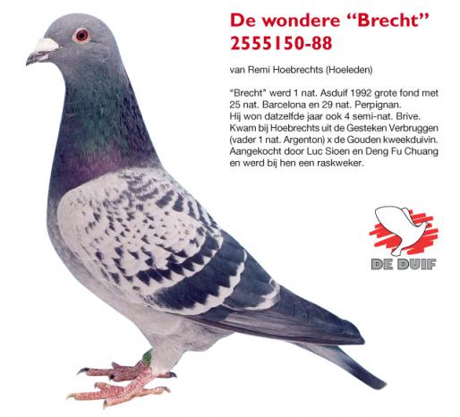 The wondrous ‘Brecht’ 2555150-88 from Remi Hoebrechts (Hoeleden). The ‘Brecht’ became 1st national Ace pigeon 1992 extra long-distance with 25th national Barcelona and 29th national Perpignan. That same year he also became 4th semi-national Brive. Hoebrechts bred him out of the Gesteken Verbruggen (father 1st national Argenton) x the Gouden kweekduivin. Purchased by Luc Sioen and Deng Fu Chuang and became a stock breeder there.