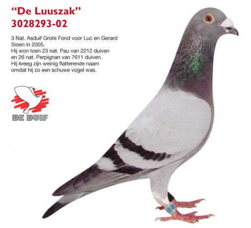 The ‘Luuszak’ 3028293-02 3rd National Ace pigeon Extra Long-distance for Luc and Gerard Sioen in 2005. He won then 23rd national Pau against 2,212 pigeons and 26th national Perpignan against 7,611 pigeons. He got his not very flattering name because he was such a shy bird...