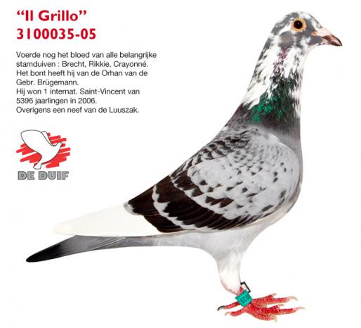 ‘Il Grillo’ 3100035-05, still had in him the blood of all important stock pigeons: ‘Brecht’, ‘Rikkie’ and ‘Crayonné’. The colours come from the ‘Orhan’ of the Brugemann Bros. He won 1st international St. Vincent against 5,396 yearlings in 2006. For that matter, he is a nephew of the ‘Luuszak’...