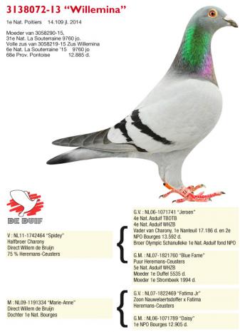 B13-3138072 ''Willemina'' B13-3138072 ''Willemina''