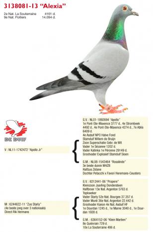 B13-3138081 ''Alexia'' B13-3138081 Alexia