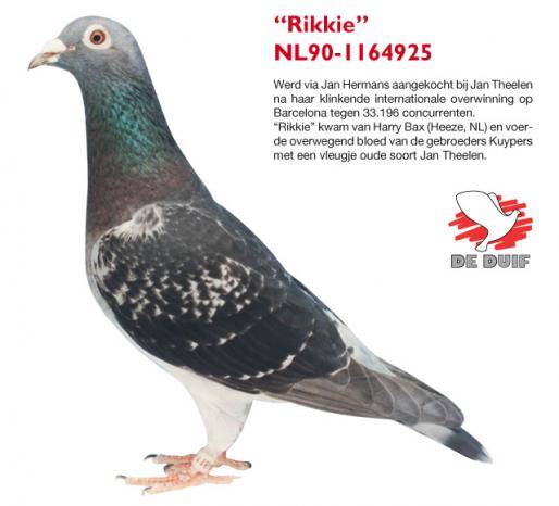 NL90-1164925 ''RIKKIE'' NL90-1164925 RIKKIE