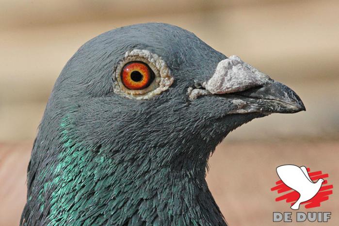 B19-4029481 “De Wout”