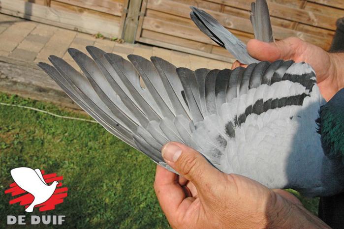 B19-4029481 “De Wout”