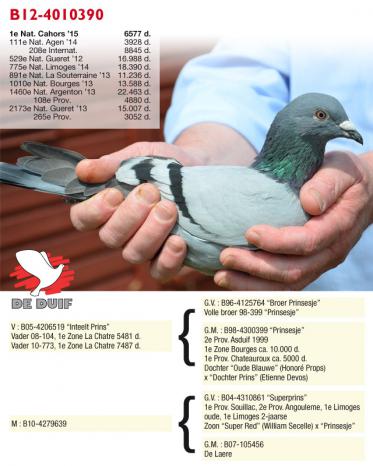 B12-4010390 (fotografie: Yellow Pigeons)